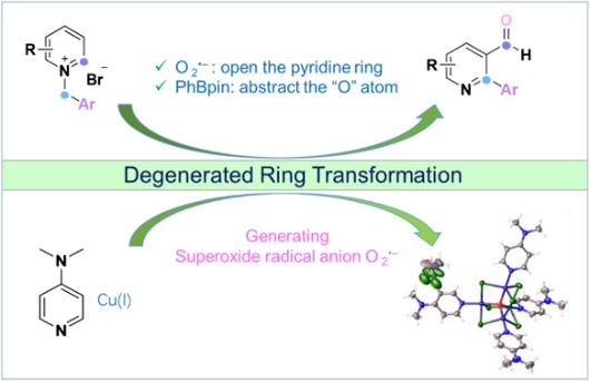Superoxide Radical Anion Triggered Dual Functioanlization of Pyridine ...